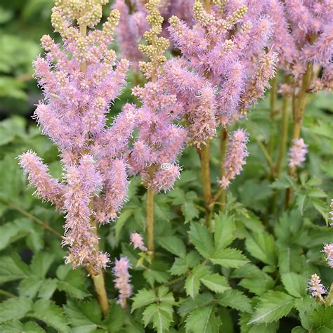 Astilbe chinensis 'Pumila' | False Spirea 'Pumila' | {1-Gallon pot