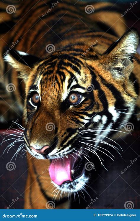 wildlife  roaring stock photo image  portraits