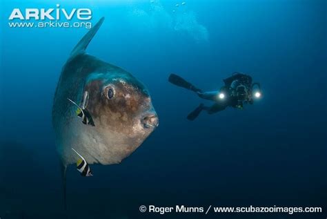 Chondrichthyes And Osteichthyes Marinebiology