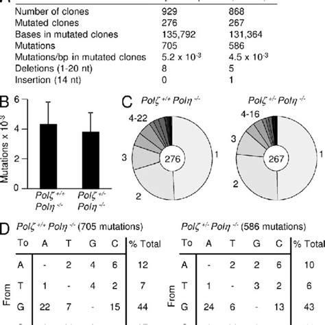 Mutation Distribution In The Jh Intronic Region The Distribution Of