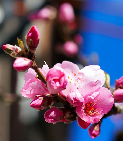 Цветы Миндальное Дерево Цветок - Бесплатное фото на Pixabay