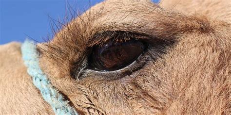 Do Camels Have Three Eyelids? | Farming Base