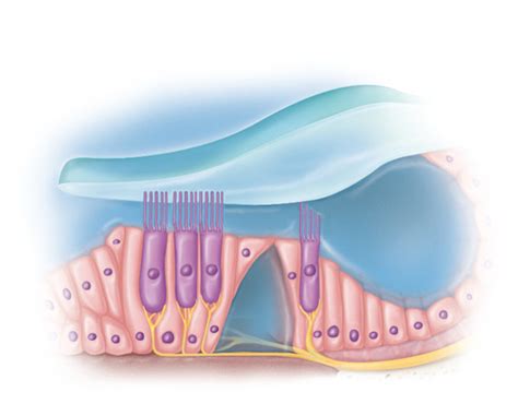 Correctly identify the following structures of the cochlea. Diagram ...