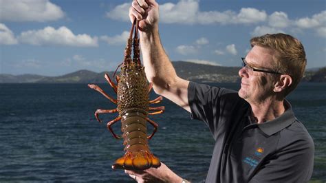 eastern rock lobsters confirmed   migrated  south australia