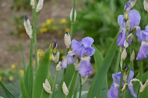 Free picture: garden, iris, purple, plant, flower, bloom, spring, flora ...