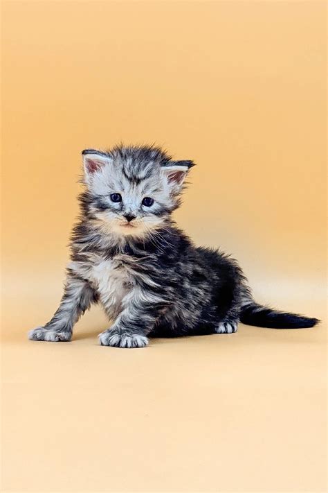 Massimo the Polydactyl Maine Coon Awaits You