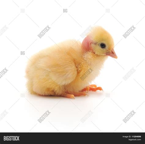 Naked Neck Chicken Image Photo Free Trial Bigstock