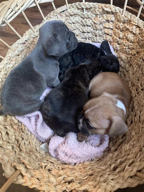 Jamsek’s Bullies in Missouri | French Bulldog puppies | Good Dog