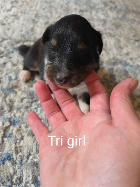 Shetland Sheepdog (Sheltie) Puppies For Sale In Pennsylvania