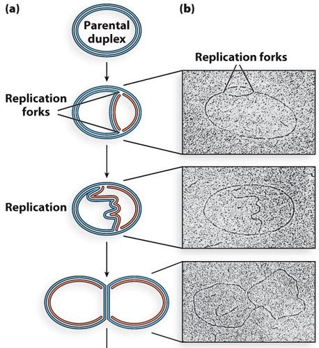 Chapter 11 Dna Replication Flashcards Quizlet