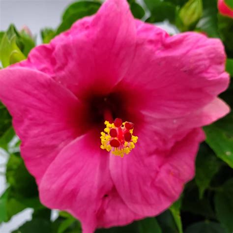 Yoder Pink Hibiscus Bush Tropical Plants