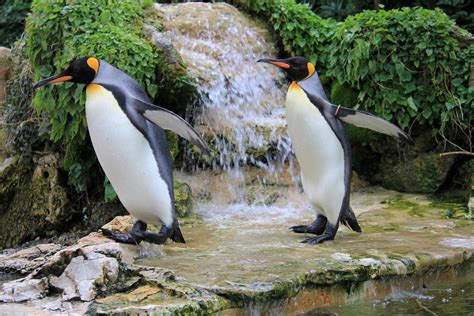 Why Do Penguins Waddle? - Penguins Blog