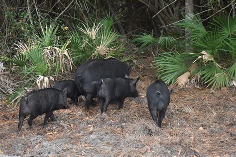 Feral Hog Trap And Remove Three Psilos Inc