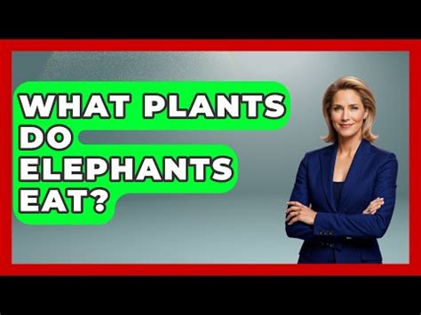 What Plants To Elephants Eat Species