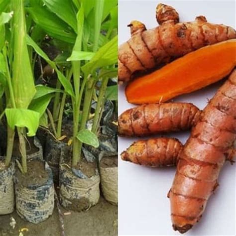 tanaman herbal kunyit pohon kunyit bibit pohon kunir kunyit kuning