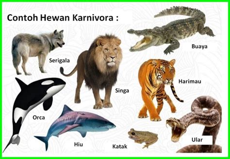 Contoh Contoh Hewan Karnivora - 58+ Koleksi Gambar