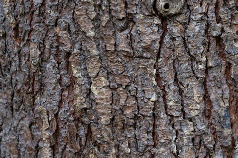 Textura Da Casca Do Cedro Do Himalaia Cedrus Deodara Foto Premium