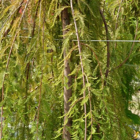 Taxodium distichum Cascade Falls Cyprès chauve pleureur