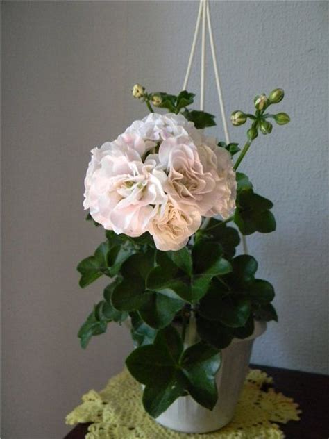 Kvarnlyckans Anna Jeanette Пеларгония Фото И Описание – Telegraph