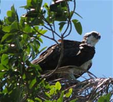 Birds of the Everglades - Everglades National Park (U.S. National Park ...