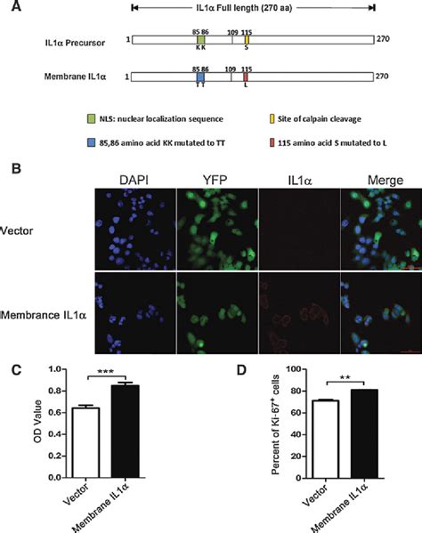 Figure From Membrane Il Inhibits The Development Of Hepatocellular