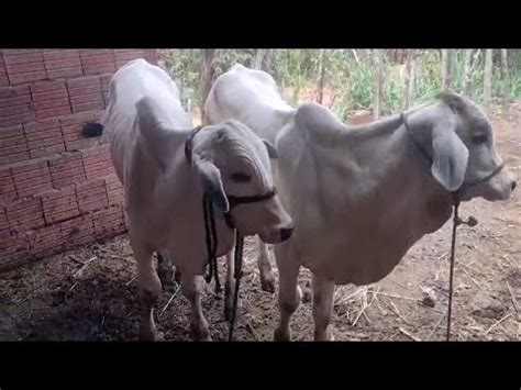 GADO BONITO A VENDA NO CURRAL DO AMIGO MARCÍLIO NO SÍTIO QUEIMADAS EM