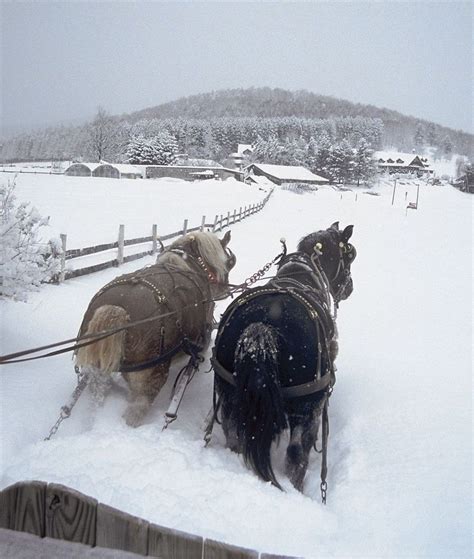 Sleigh Rides Sleigh Ride Riding Winter Scenes