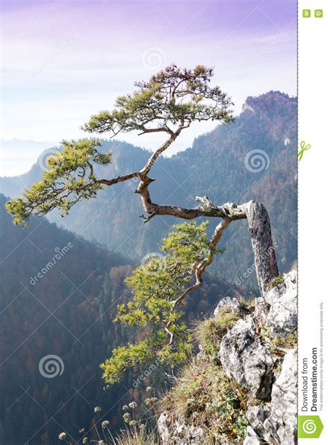 Relic Pine At Top Of The Pieniny Sokolica Mountain Royalty Free Stock