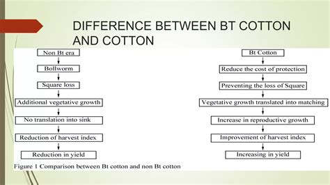 bt cotton pptx