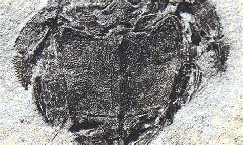 Fish Were The First Creatures To Have Sex 430 Million Years Ago Scientists Discover Daily