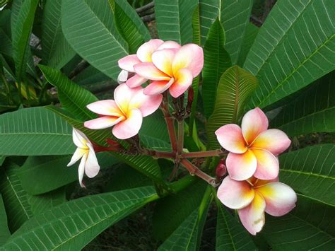 The Ultimate Nude Experience In Paradise St Maarten Jardin Do 2