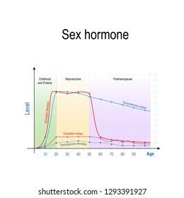 Sex Hormones Ageing Levels Testosterone Males Stock Vector Royalty Free