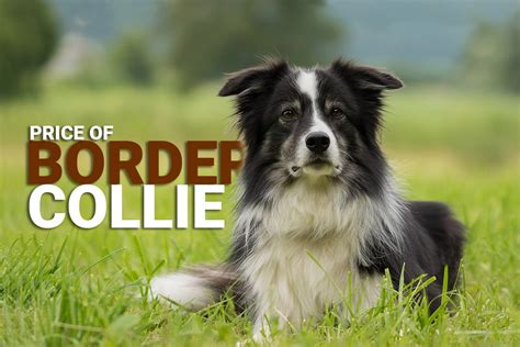 Border Collie Price In India [2023]: How Much Would It Cost? - Dog Wise