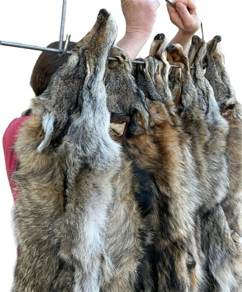 Coyote Pelt Uses Coyote Pelt XL LG Heavy Case Skinned – Canada