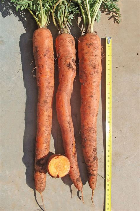 Deeper Roots Better Carrots