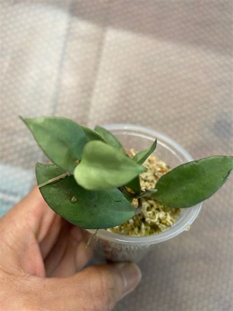 Hoya Lacunosa Louisa Silver Rooted In A Inch Pot Etsy