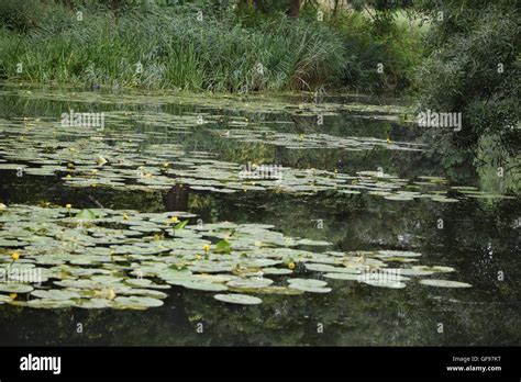 lily pad park  res stock photography  images alamy