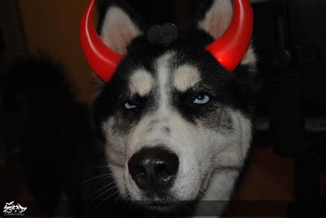 Devil Husky By Dzilvinas On Deviantart