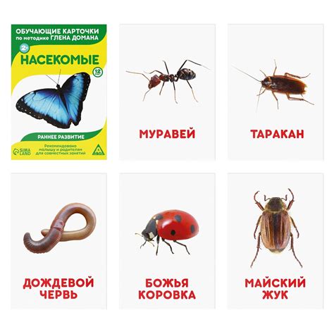 Карточки обучающие Лас Играс Насекомые по методике Г.Домана купить по ...
