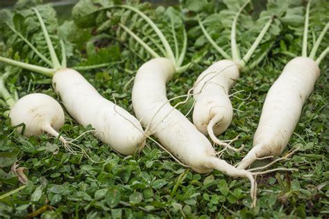 Chinese White Radish Daikon For Bloating And Indigestion Ping Ming