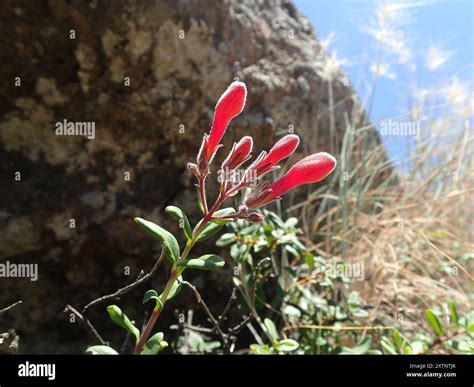 redwood keckiella keckiella corymbosa plantae stock photo alamy