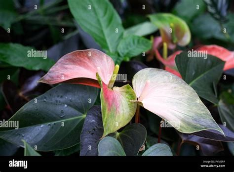 Anthurium andraeanum Rainbow Champion 'Anthcraxiq' spathes Stock Photo ...