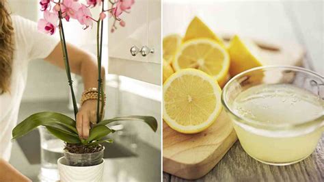 Comment Arroser Les Orchid Es Avec Du Citron La Recette Parfaite