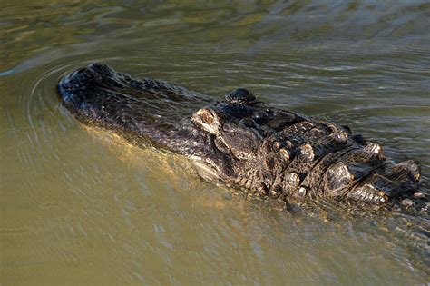Experts Expose The Hidden Dangers Of Alligator Listcrawl Image 17