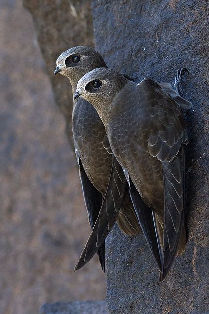 65 Swifts Of The World Ideas Swift Birds Bird
