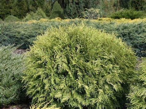 Туя западная Danica Aurea – купить саженцы туи в питомнике «Растения ...