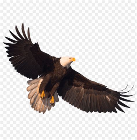 eagle png images background toppng