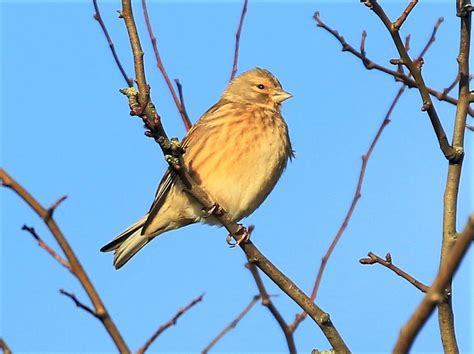 Linnet Moss Lane John Livesley Flickr