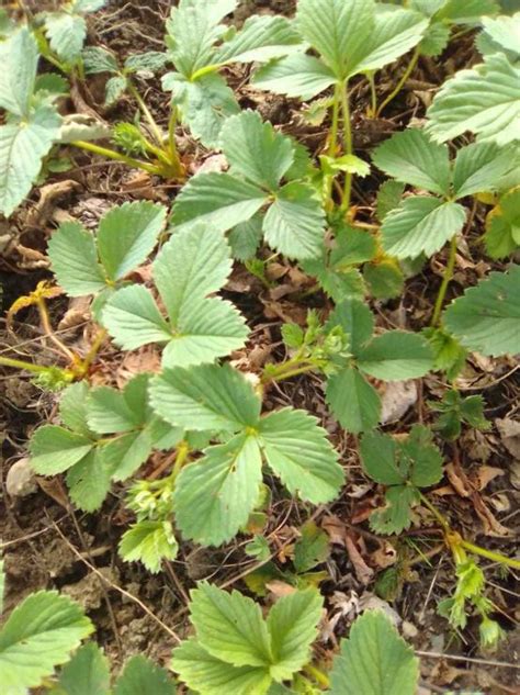 Чем подкормить клубнику (землянику садовую) во время цветения, чем ...