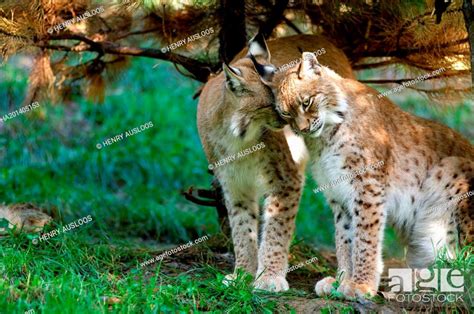 Eurasian lynx, Lynx Sardiniae, Stock Photo, Picture And Rights Managed ...